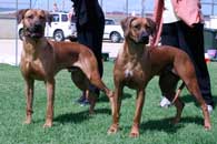 cooper and shakira's mum Misty