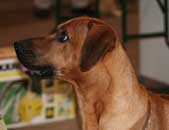 cooper 2006