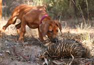 Shakira and echidna