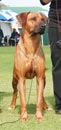 Cooper front