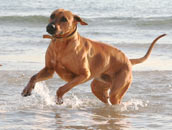Cooper at the ocean