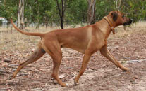 Cooper running