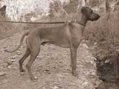 Cooper at walk