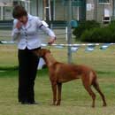 club show 2008
