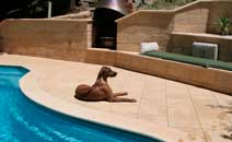 Shakira resting