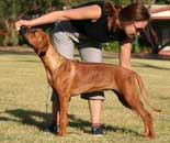 Shakira show training