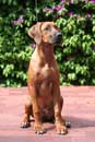 shakira 5 months