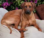 Shakira 1 year old