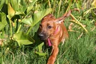  puppy Shakira