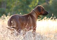 Cooper in the hills