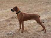 Norka free stand 8 months