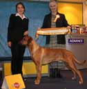 Cooper BIG 4 at Autumn International show