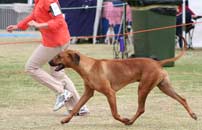  Cooper Show trot 