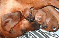 Shakira's 1st Litter March 2009
