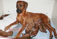 shakira and puppies