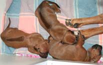 Shakira's 1st Litter March 2009