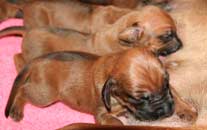 Shakira's 1st Litter March 2009