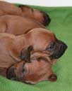 Shakira's 1st Litter March 2009