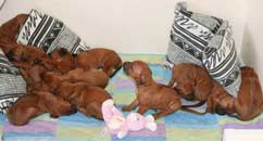 Shakira's 1st Litter March 2009