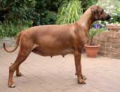 shakira a day before delivery