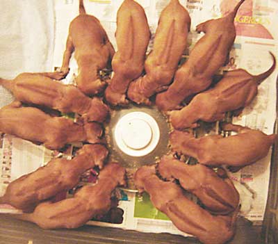 Shakira's first litter March 2009