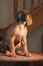Shakira's 1st Litter March 2009