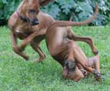 ruby and norka