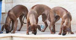 Norka, Shakira and Ruby