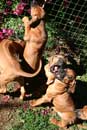puppies