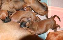 Shakira's 1st Litter March 2009