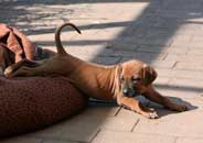 Shakira's 1st Litter March 2009