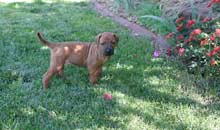 Shakira's 1st Litter March 2009
