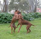 Ruby and Norka