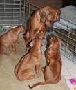 Shakira's 1st Litter March 2009