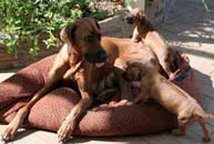 Shakira's 1st Litter March 2009