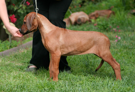 chazer