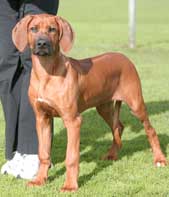 norka 16weeks front