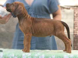 * Mr Perfect* at 6 weeks