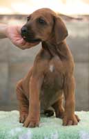 6 weeks