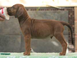6 weeks