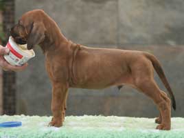 6 weeks
