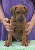 puppy 6 weeks