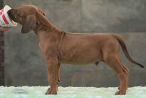 6 weeks