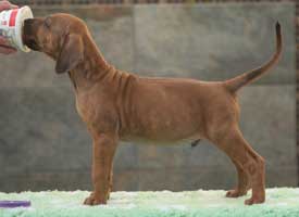 6 weeks
