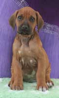 6 weeks