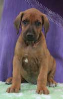 6 weeks
