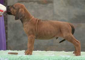 6 weeks