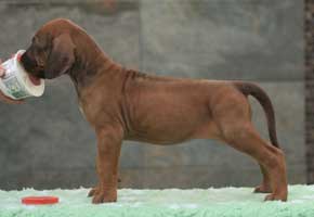 6 weeks