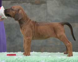 6 weeks