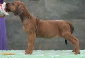 6 weeks